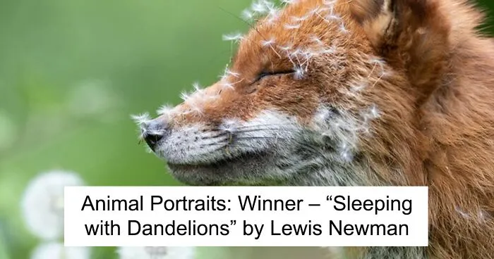 Annual British Wildlife Photography Awards Have Announced The Winning Images Of 2023 (21 Pics)