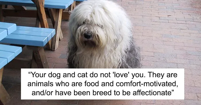 “Your Dog And Cat Do Not ‘Love’ You”: Person Attempts To ‘Debunk Myth’ On The Nature Of Pet-Owner Relationships, Gets Slammed Heavily In Return