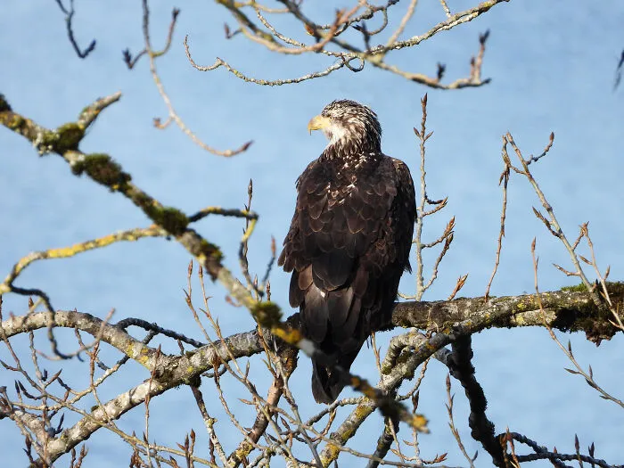 Juvenile Bald Eagle