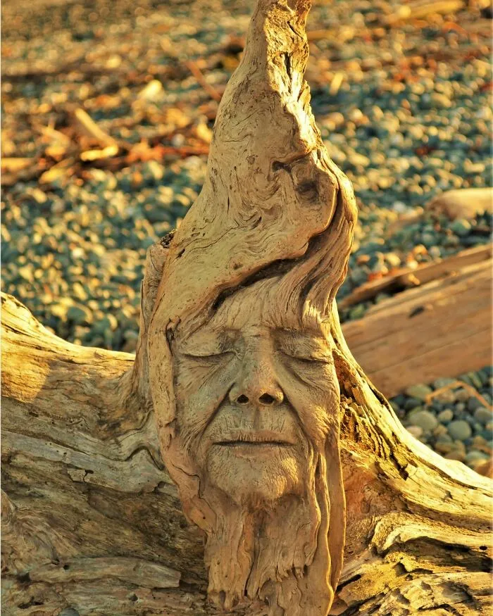 This Canadian Artist Makes Incredible Sculptures Out Of Driftwood, Seashells, Dried Mushrooms And More (38 New Pics)
