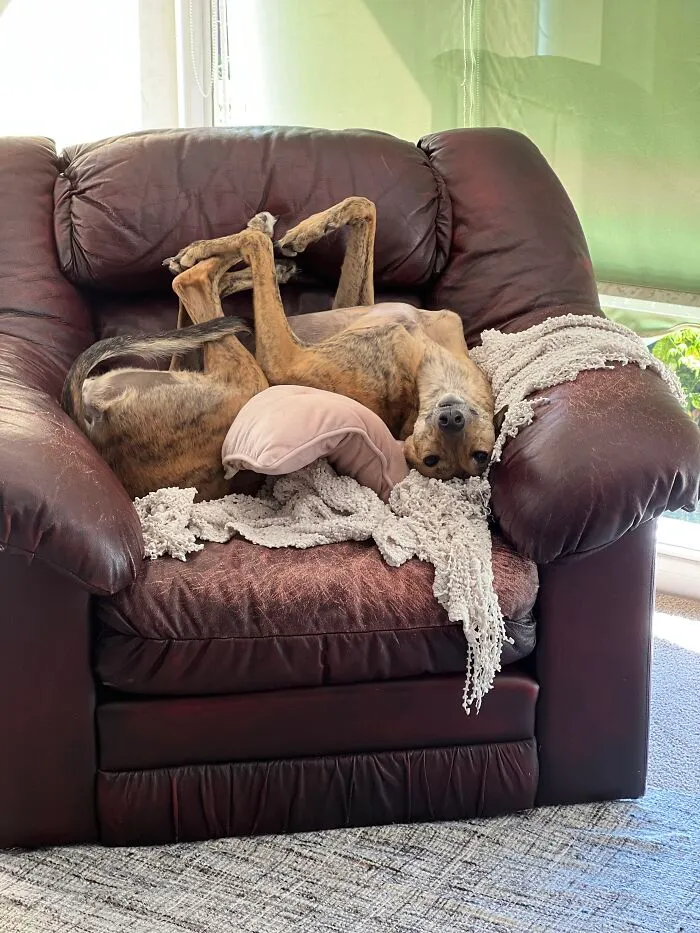 Venus Toast