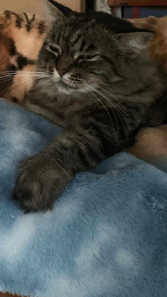 My Cat Did Not Give Me Consent To Take The Pic