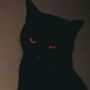 Corvus
