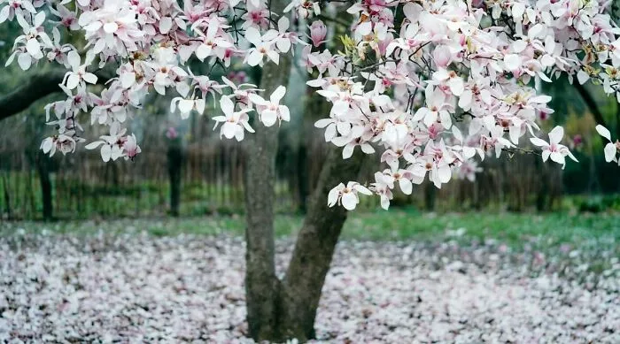 We Have This Tree Beside My Road And Now Every Car Come That Comes By It Is Covered With Buds!!