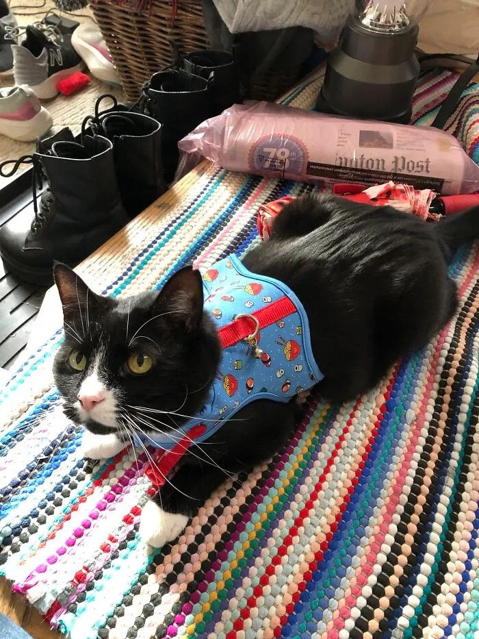 Why The Harness?