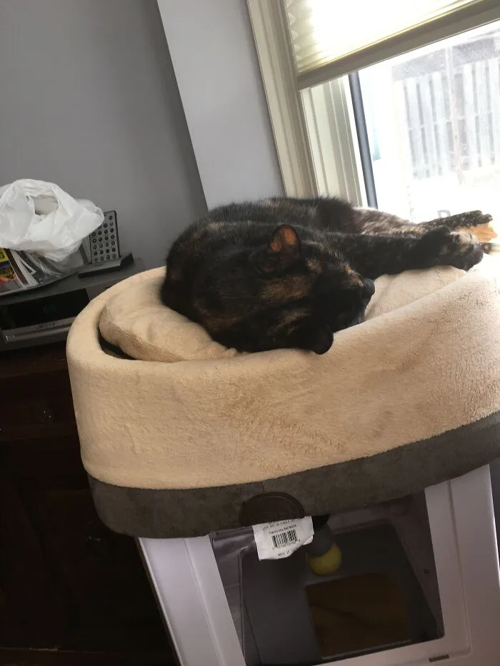Here Are Some Photos Of My Pets To Hopefully Brighten Your Day (20 Pics)