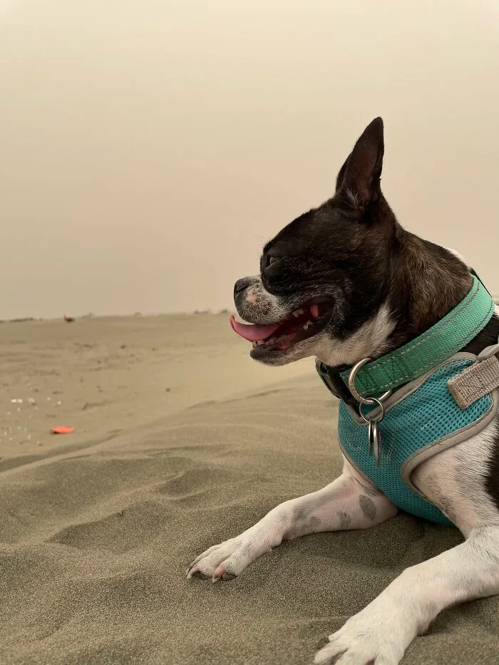 Mabel The Boston Terrier!