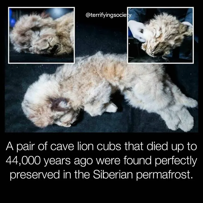 40 Creepy Facts Not For The Fainthearted, As Shared On The "Terrifying Society" Instagram Page
