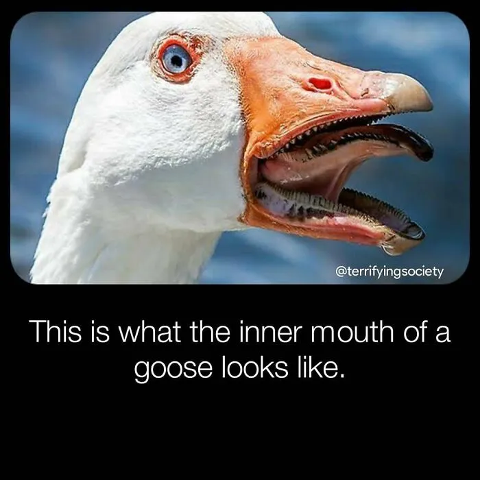 40 Creepy Facts Not For The Fainthearted, As Shared On The "Terrifying Society" Instagram Page