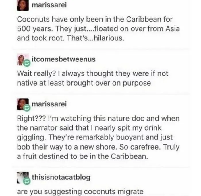 A funny Tumblr screenshot with a discussion about coconuts floating to the Caribbean, proving it's one of the silliest places online.