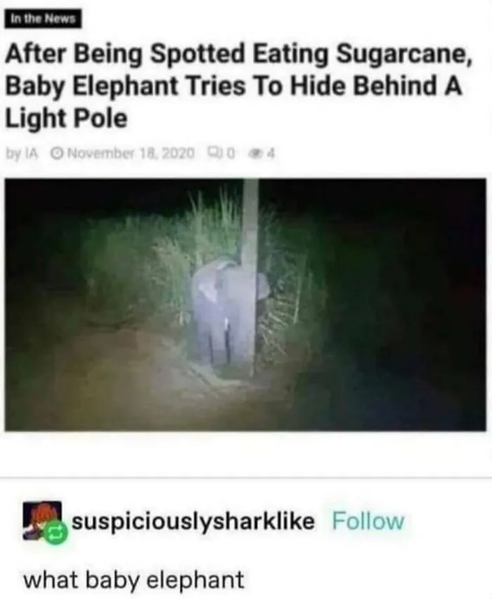 A baby elephant tries to hide behind a light pole in one of the hilarious screenshots from Tumblr.
