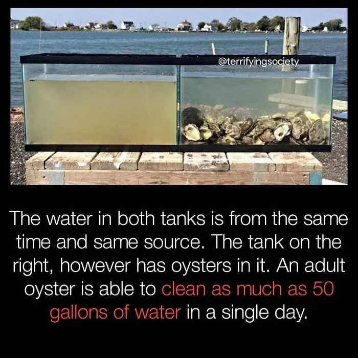 40 Creepy Facts Not For The Fainthearted, As Shared On The "Terrifying Society" Instagram Page
