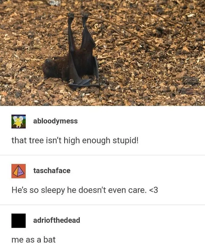 A humorous image of a bat on the ground with Tumblr comments, showcasing one of the internet's silliest places.