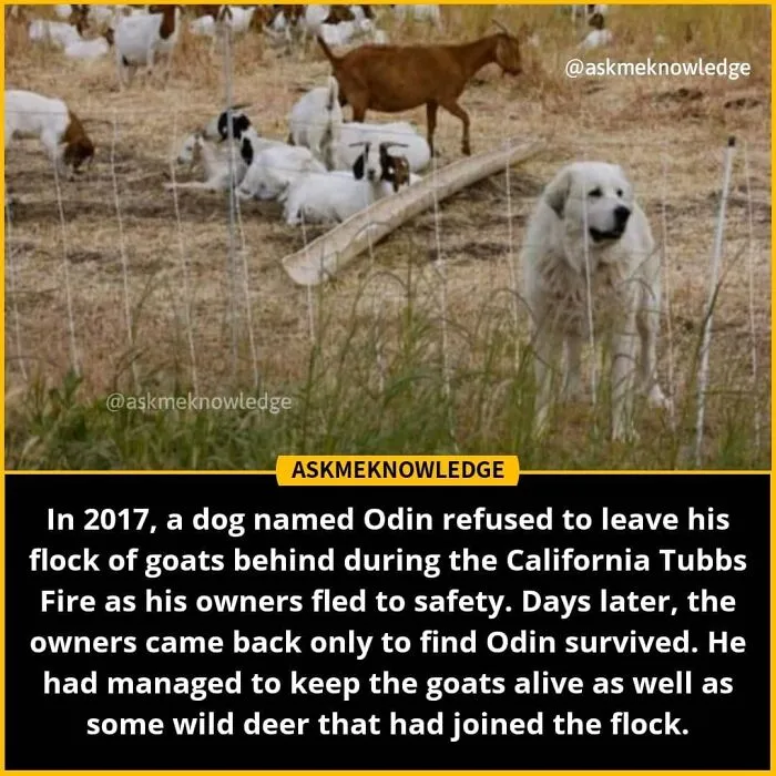 40 Interesting Facts About Practically Everything You Might Not Have Known, Shared By This Instagram Page