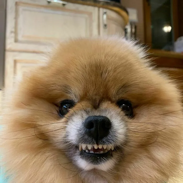 I'm As Angry As A Dog Today!
