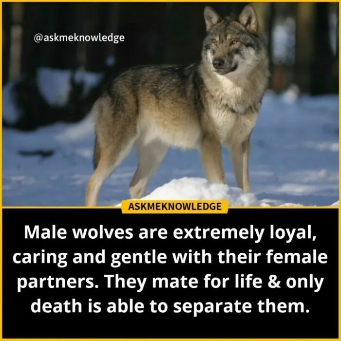 Wolf standing in snow, highlighting interesting facts about loyalty and mating behavior shared by Instagram page.