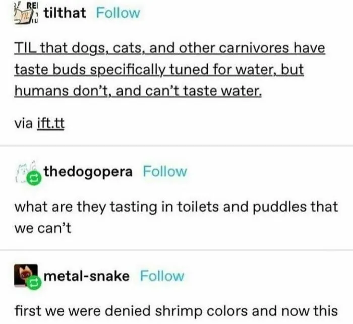 Hilarious Tumblr screenshot discussing animals having taste buds for water while humans do not, prompting funny questions.