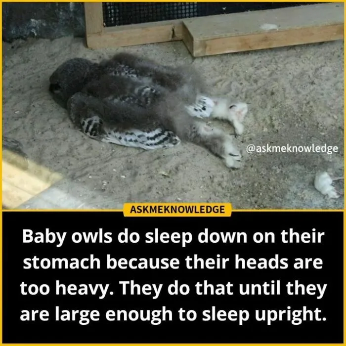 Baby owls sleeping on their stomachs because of heavy heads, an interesting fact shared by an Instagram page.