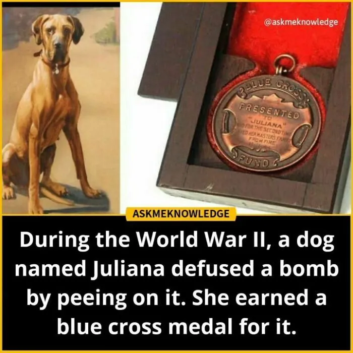 40 Interesting Facts About Practically Everything You Might Not Have Known, Shared By This Instagram Page