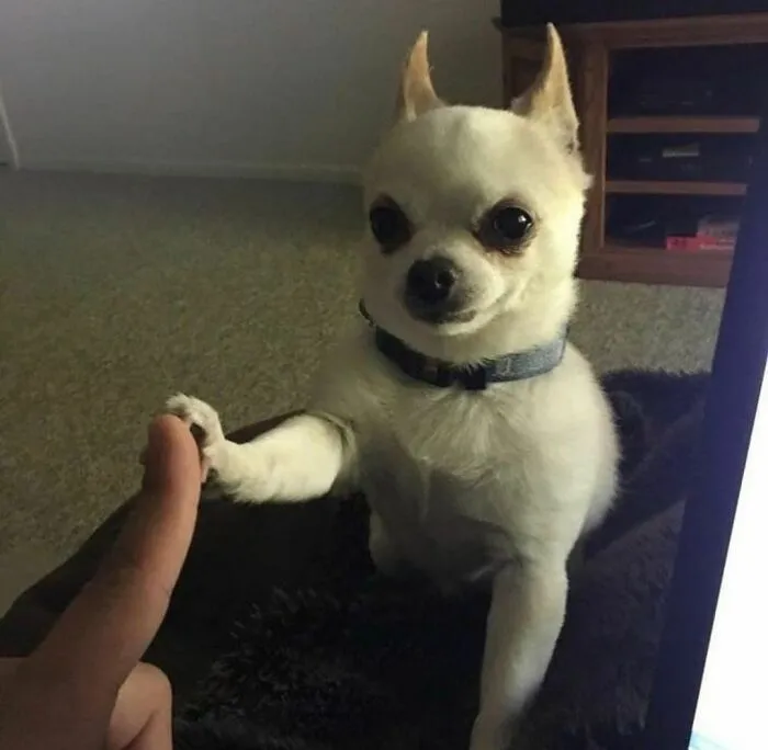 46 Animales viviendo su mejor vida y disfrutando de sus cosas (nuevas fotos)