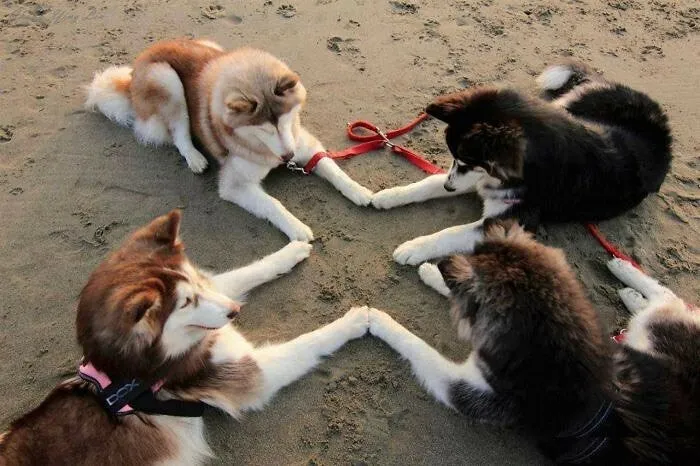 Funny-The-Snuggle-Is-Real-Pics