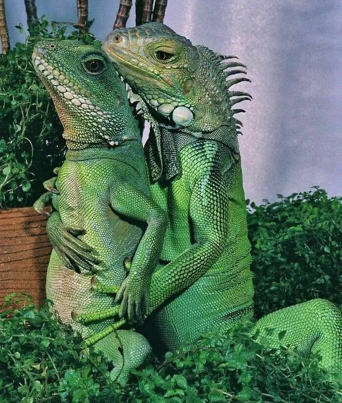 46 Animales viviendo su mejor vida y disfrutando de sus cosas (nuevas fotos)