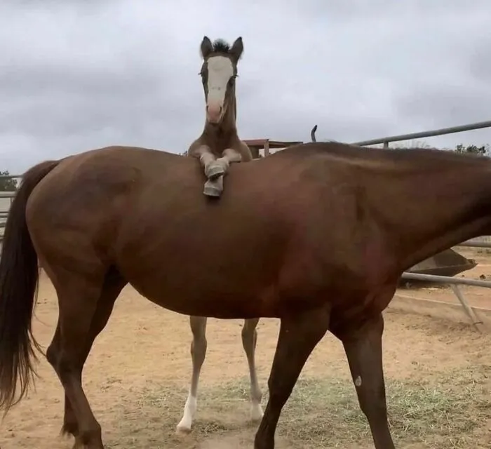 46 Animales viviendo su mejor vida y disfrutando de sus cosas (nuevas fotos)