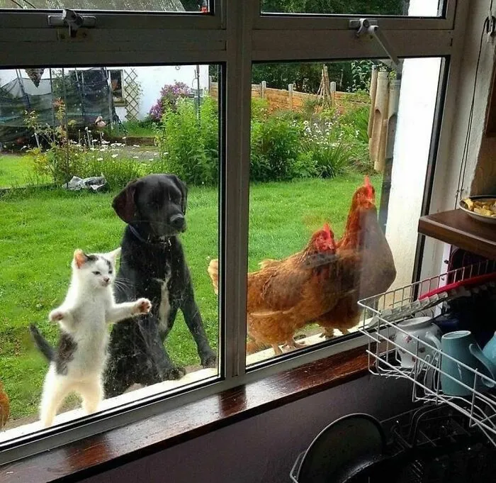 46 Animales viviendo su mejor vida y disfrutando de sus cosas (nuevas fotos)