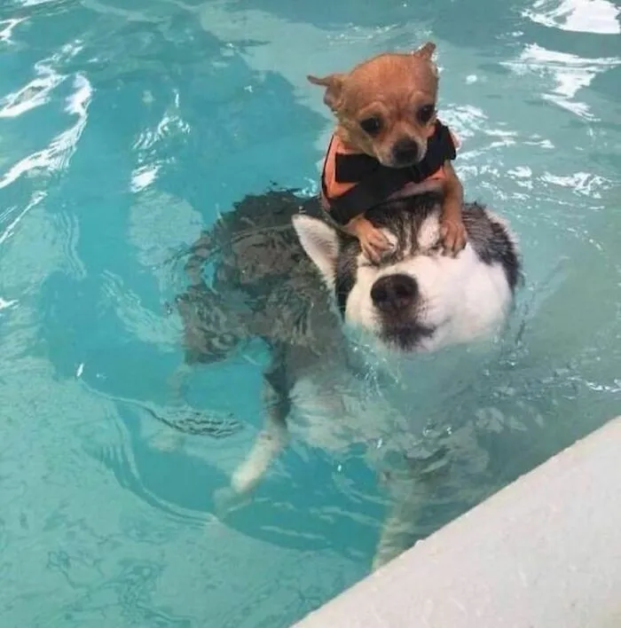 50 Times People Spotted Animals Doing Their Usual Stuff And Just Had To Take Pics (New Pics)