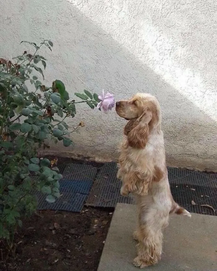 46 Animales viviendo su mejor vida y disfrutando de sus cosas (nuevas fotos)