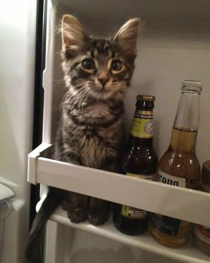 50 Times People Spotted Animals Doing Their Usual Stuff And Just Had To Take Pics (New Pics)