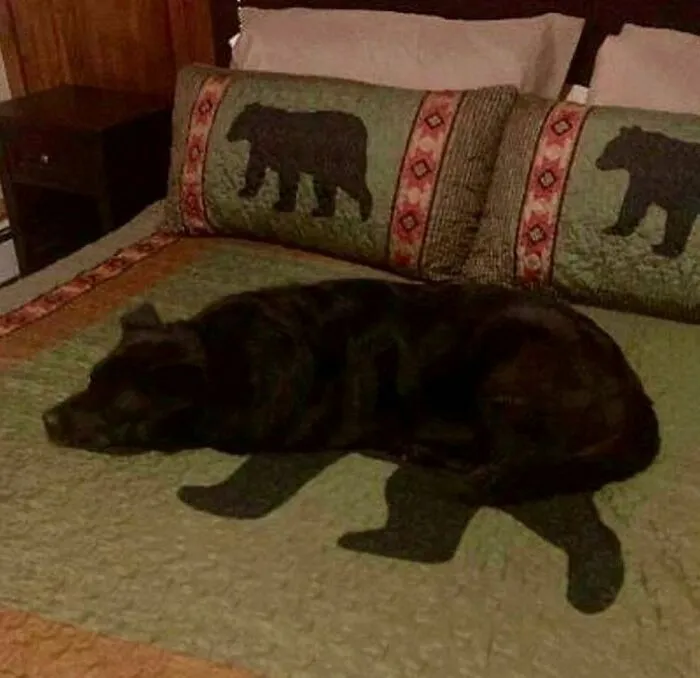 46 Animales viviendo su mejor vida y disfrutando de sus cosas (nuevas fotos)