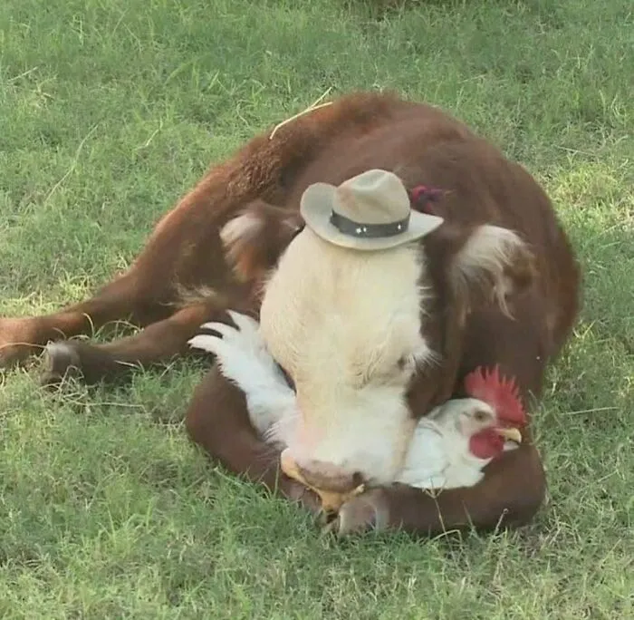 46 Animales viviendo su mejor vida y disfrutando de sus cosas (nuevas fotos)