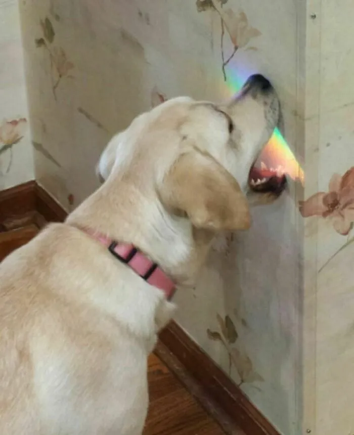 46 Animales viviendo su mejor vida y disfrutando de sus cosas (nuevas fotos)