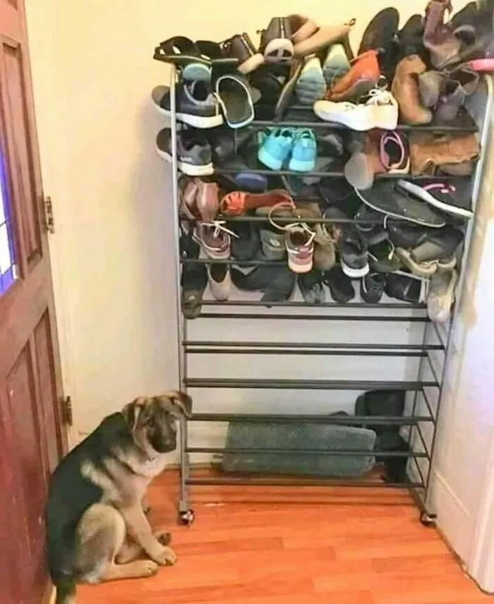 46 Animales viviendo su mejor vida y disfrutando de sus cosas (nuevas fotos)