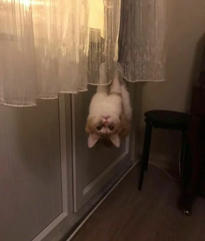 50 Times People Spotted Animals Doing Their Usual Stuff And Just Had To Take Pics (New Pics)