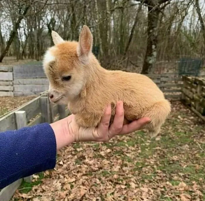 46 Animales viviendo su mejor vida y disfrutando de sus cosas (nuevas fotos)