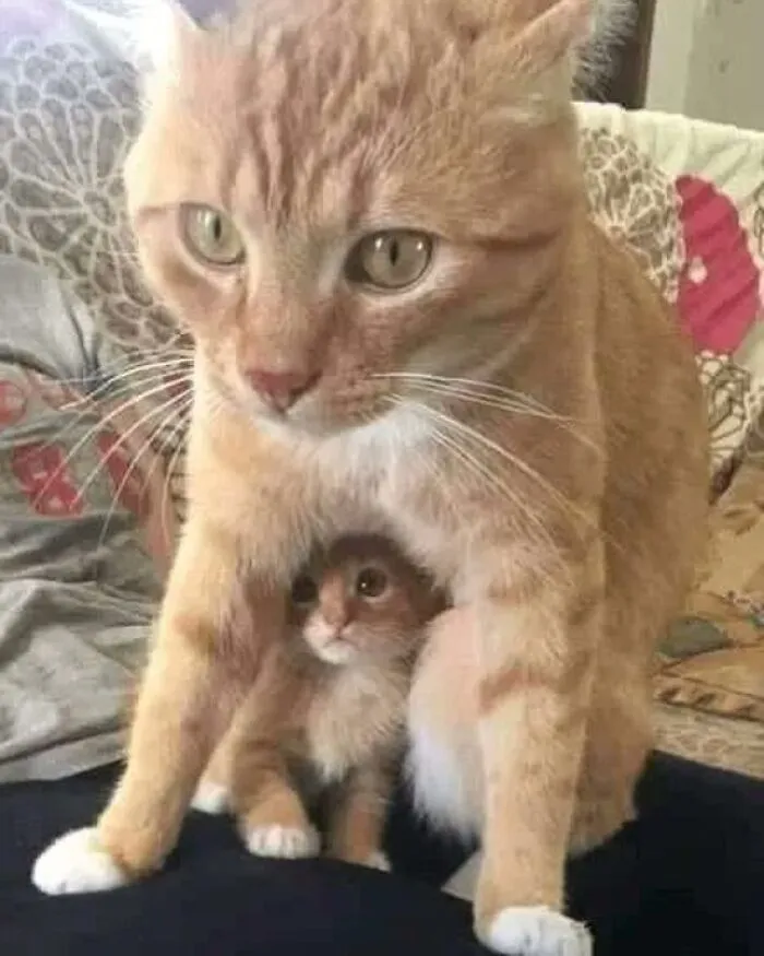 46 Animales viviendo su mejor vida y disfrutando de sus cosas (nuevas fotos)