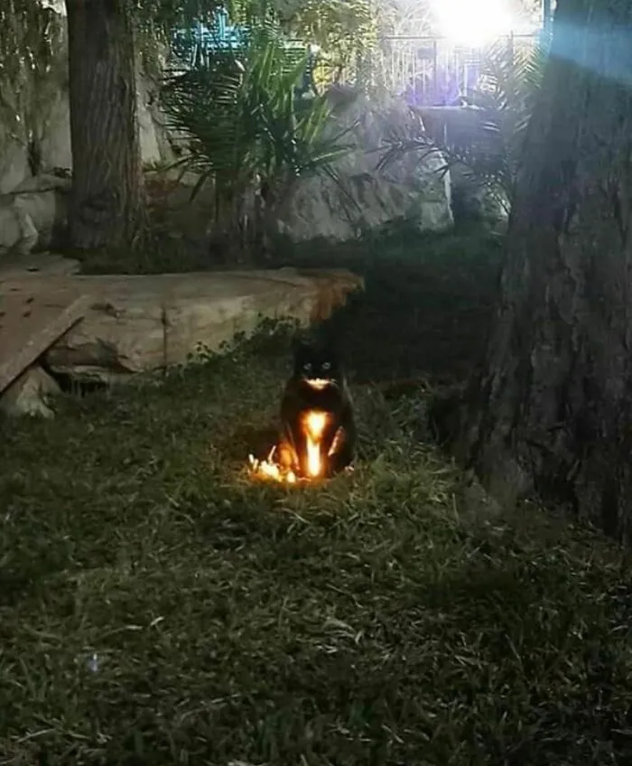 50 Times People Spotted Animals Doing Their Usual Stuff And Just Had To Take Pics (New Pics)