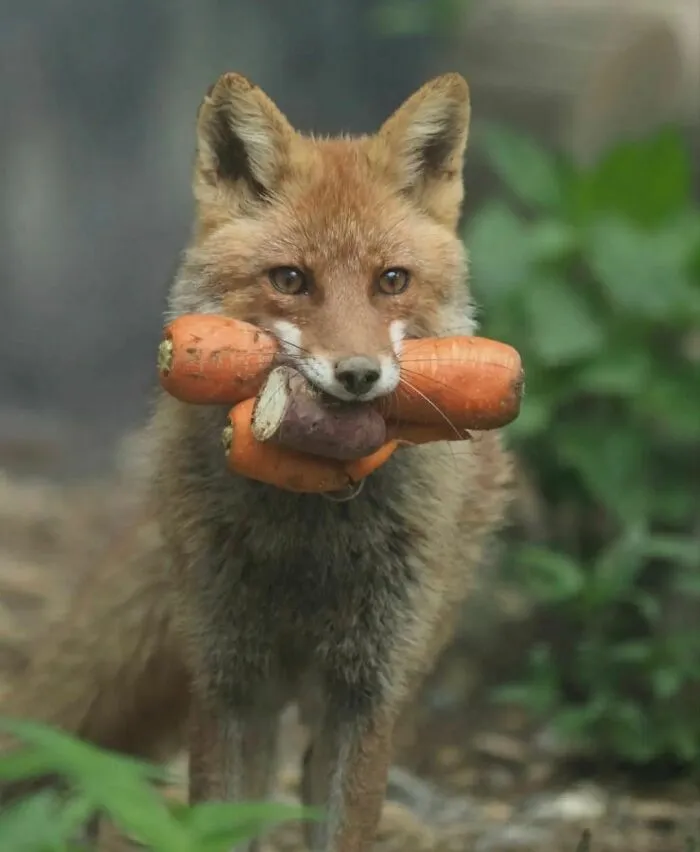46 Animales viviendo su mejor vida y disfrutando de sus cosas (nuevas fotos)