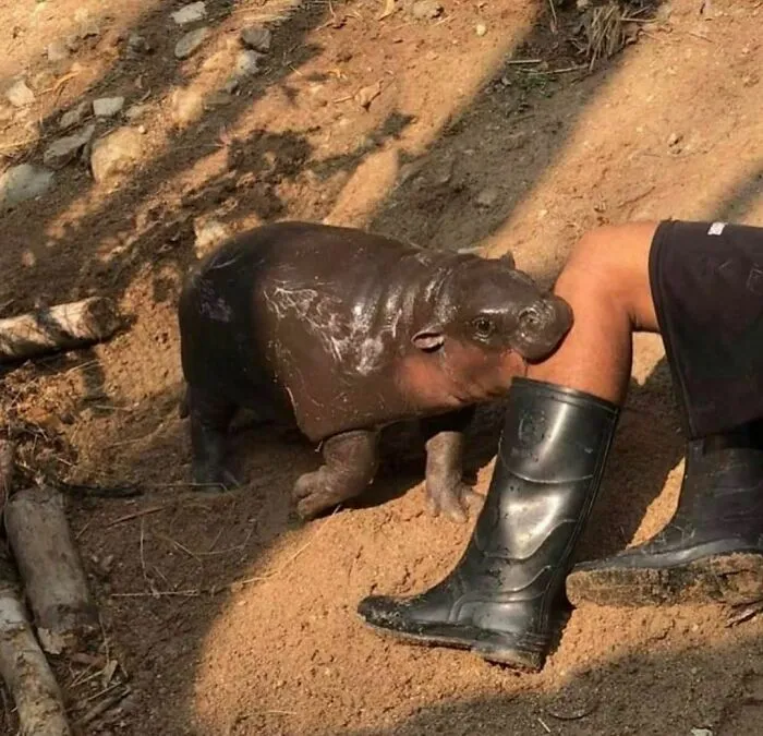 50 Times People Spotted Animals Doing Their Usual Stuff And Just Had To Take Pics (New Pics)