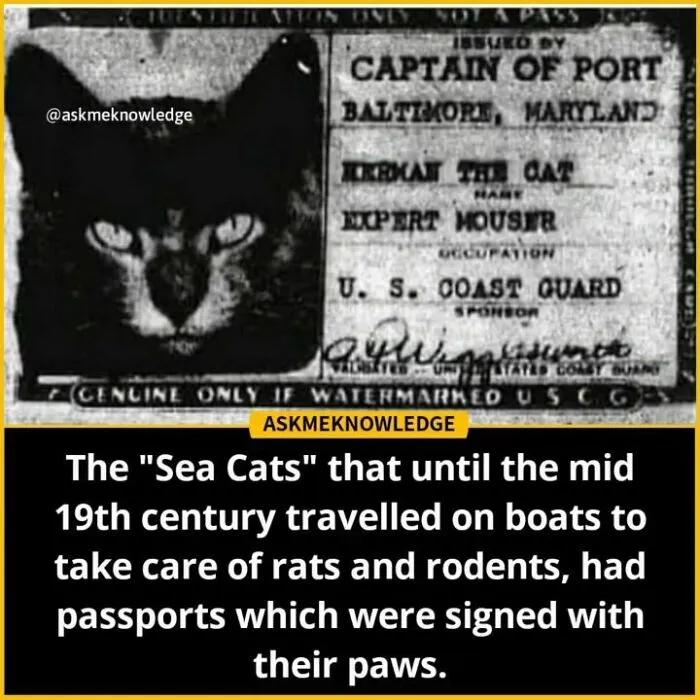 Cat passport from U.S. Coast Guard, labeled "Expert Mouser," featured on Instagram, highlighting interesting facts.