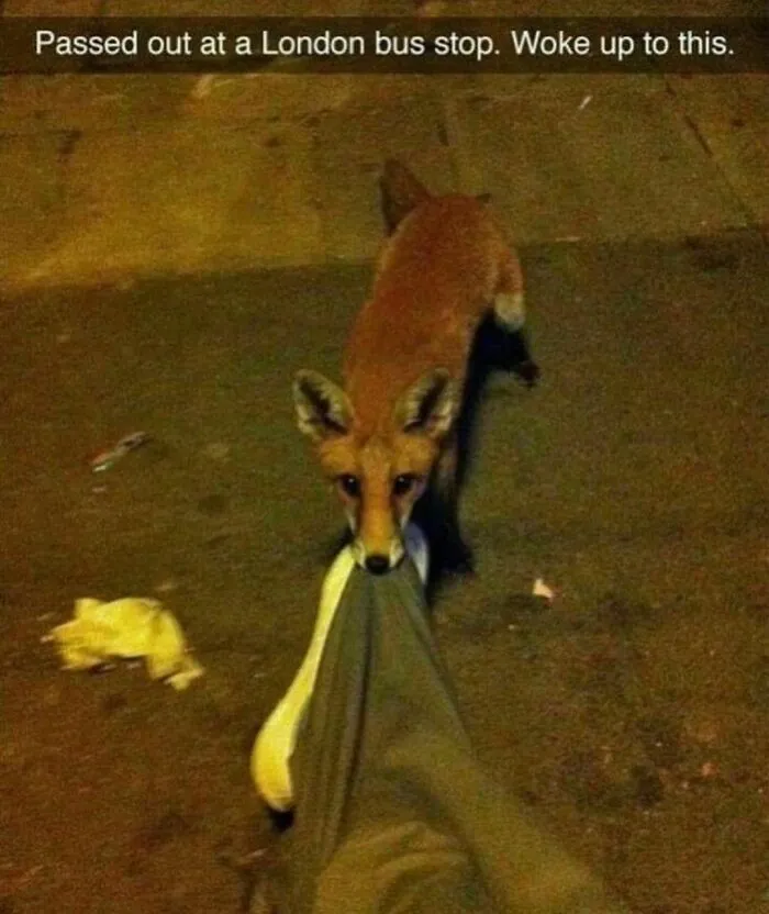 50 Times People Spotted Animals Doing Their Usual Stuff And Just Had To Take Pics (New Pics)