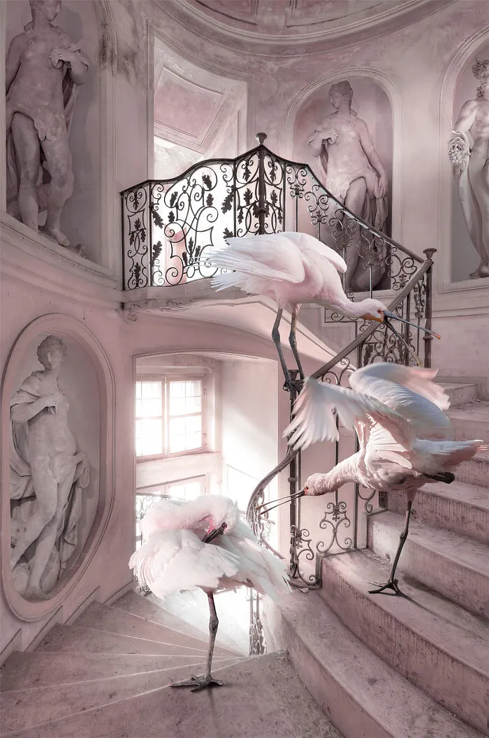 Symphony In Pink