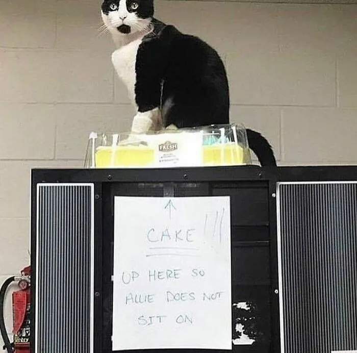 50 Times People Spotted Animals Doing Their Usual Stuff And Just Had To Take Pics (New Pics)