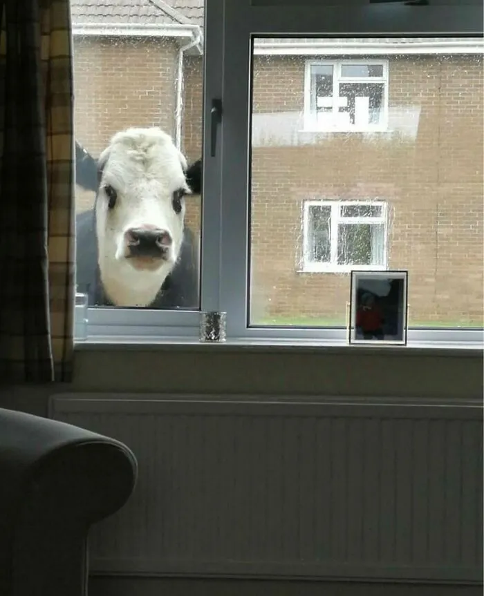 50 Times People Spotted Animals Doing Their Usual Stuff And Just Had To Take Pics (New Pics)
