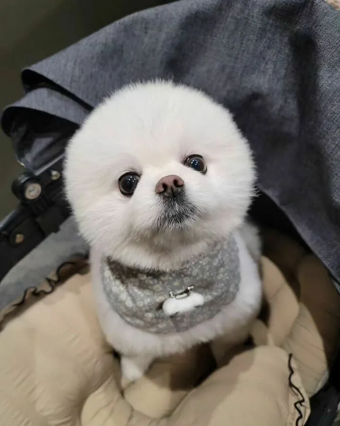International Puppy Day