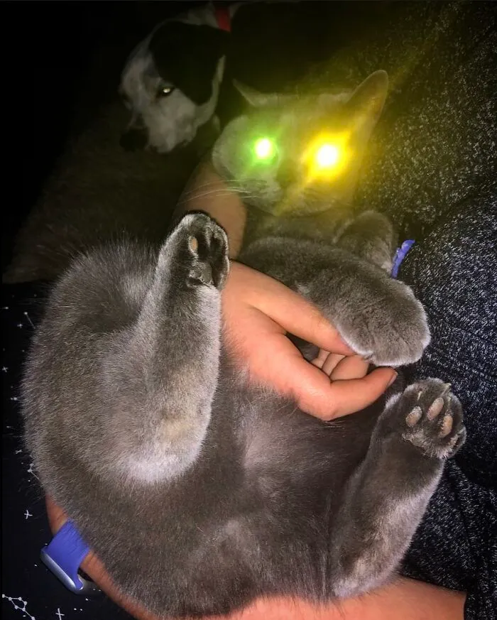 These Little Weirdos. Moppet The Cat And Jewell The Pitty