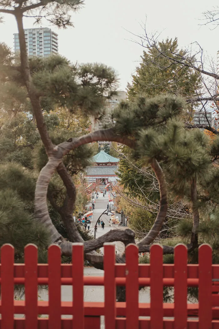 Moon Pine Portal: Nature's Frame Into Another World
