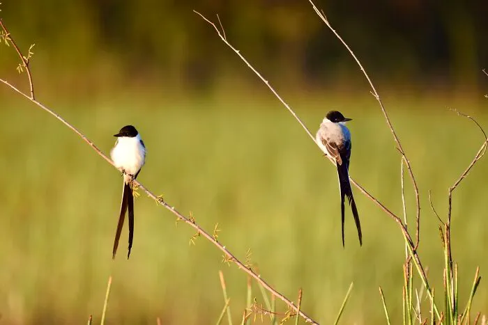 Fork-Tailed Flycatchers (Tyrannus Savana), Crooked Tree, ©aurore Shirley